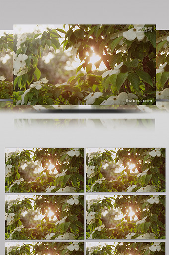 大气唯美树叶阳光透光效果企业宣传视频图片