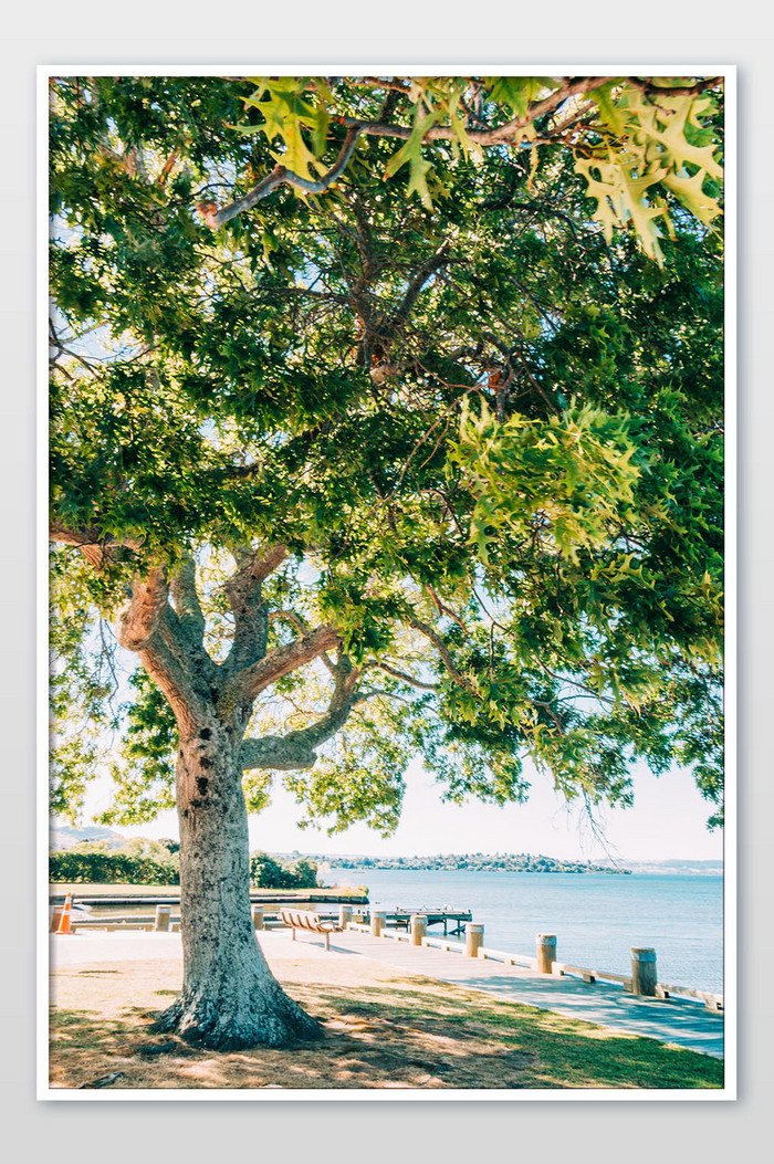 澳大利亚海边绿树蓝天摄影图图片