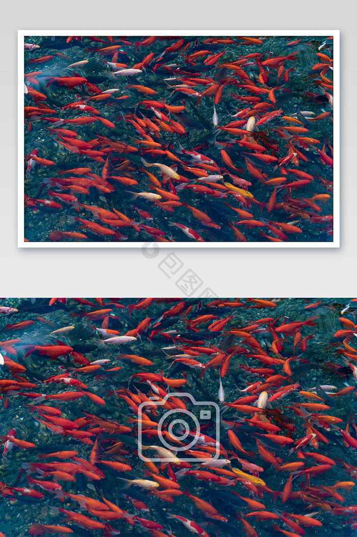 好运池塘锦鲤公园金鱼摄影图