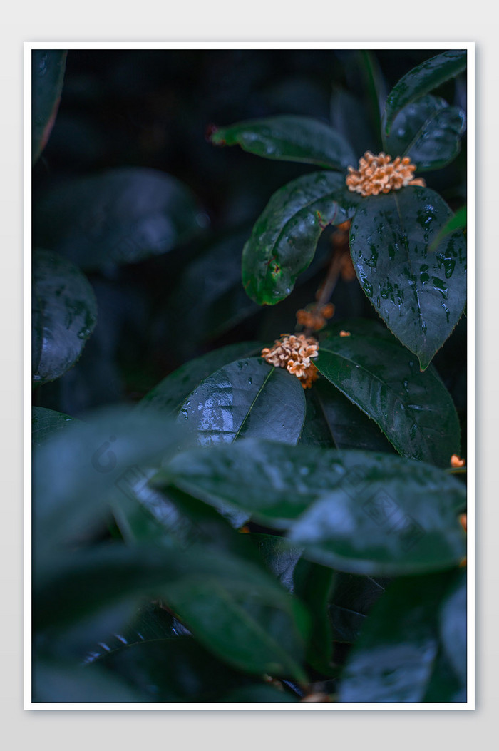 秋日桂花下雨冷天清香摄影图