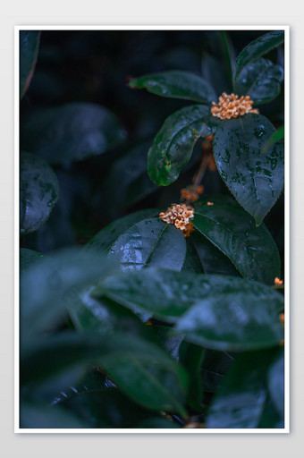 秋日桂花下雨冷天清香摄影图图片