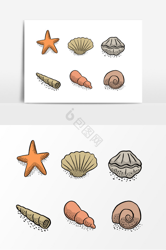 海洋生物贝壳图片