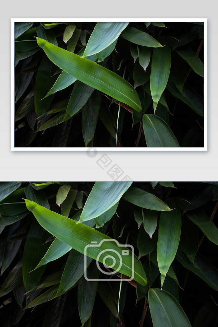新鲜粽叶包粽子摄影图片图片