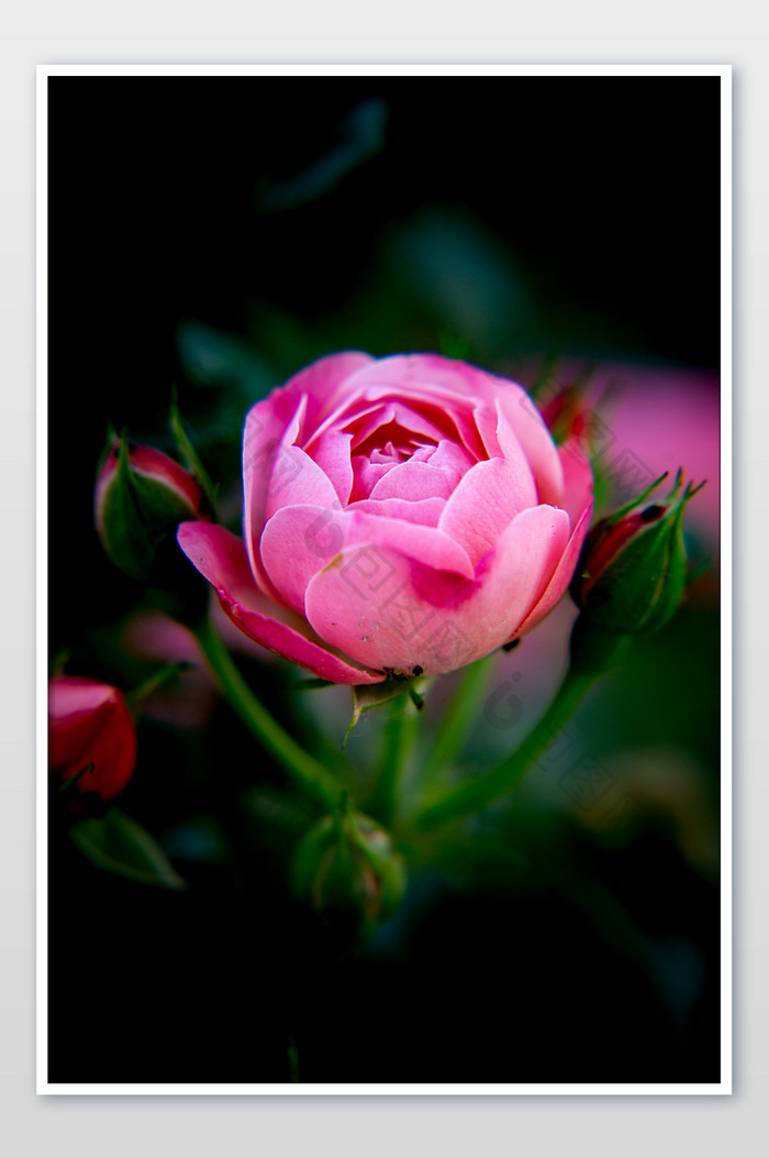 幽暗的蔷薇科花朵摄影图片