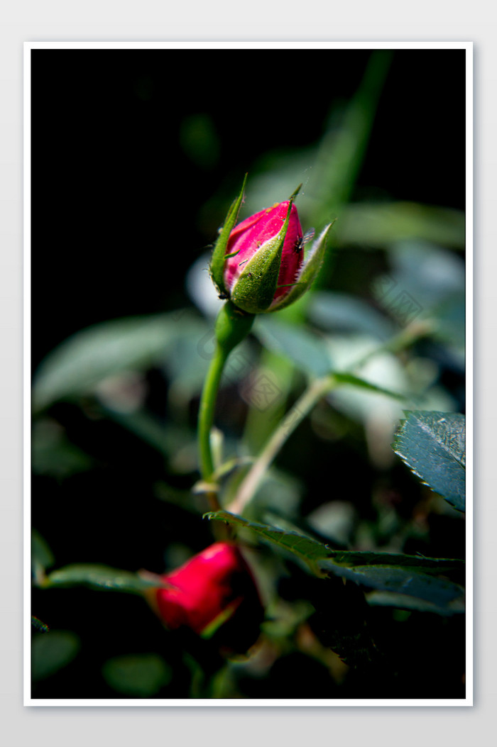 含苞未放的玫瑰花摄影图片图片