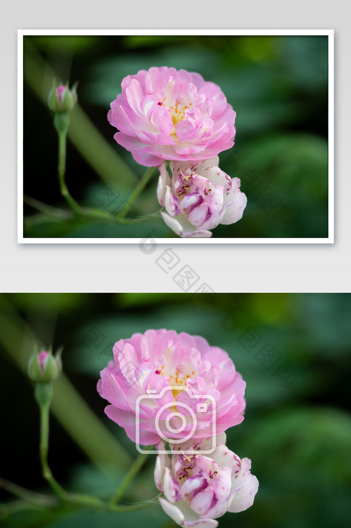粉红色蔷薇高清摄影图片
