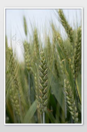 蓝色天空绿色麦子小麦摄影图片