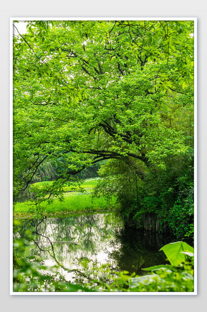 西溪湿地自然景观树木绿色摄影图图片