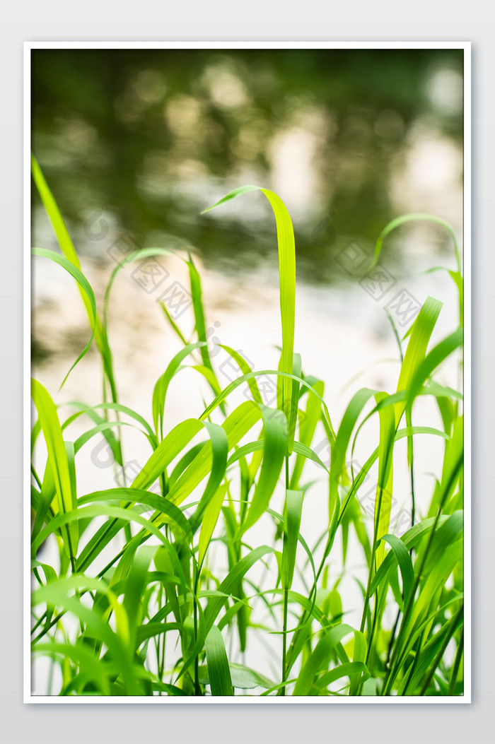 水边野草绿色手机背景小清新摄影图
