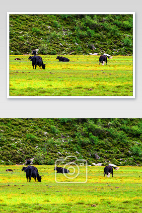 四川四姑娘山大草原草地黑牛摄影图