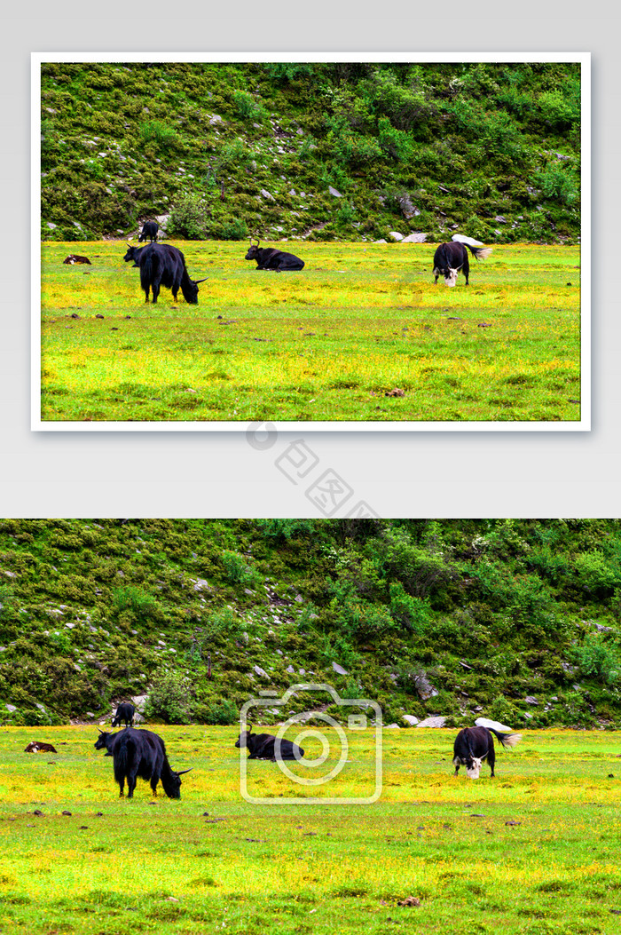 四川四姑娘山大草原草地黑牛摄影图