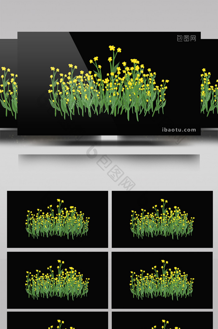 带通道油菜花花草视频素材2