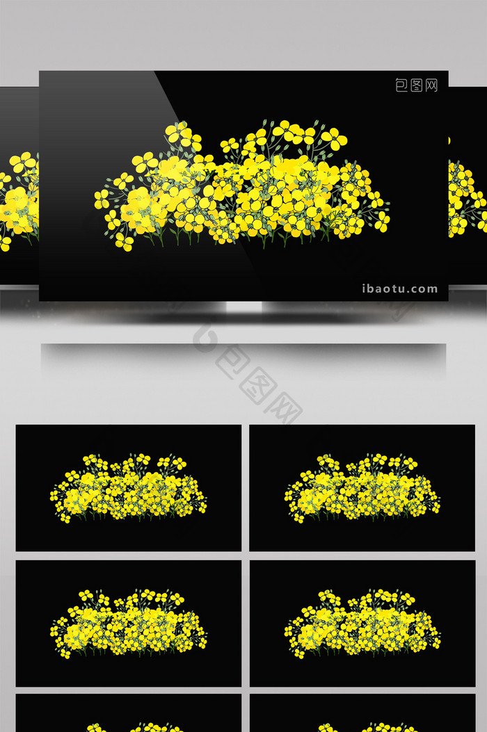 带通道油菜花花草视频素材3