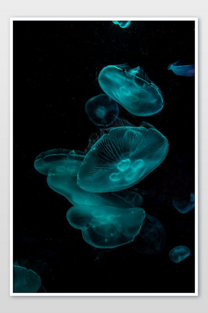 澳大利亚海洋馆水母海洋生物荧光摄影图