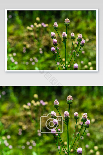 野花紫色图片 野花紫色素材 包图网