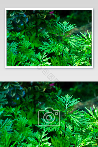 端午节艾草驱蚊碧绿微距艾叶草