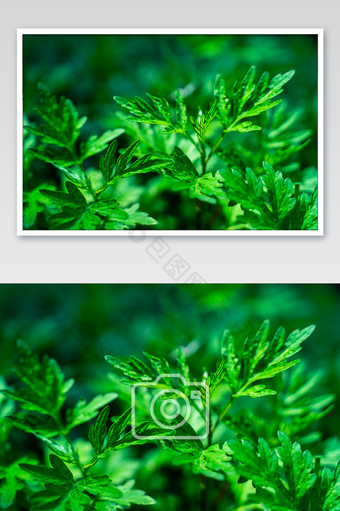 端午节艾草碧绿微距艾叶草