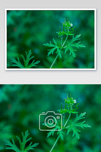 端午节艾草艾叶碧绿微距摄影艾叶草图片下载