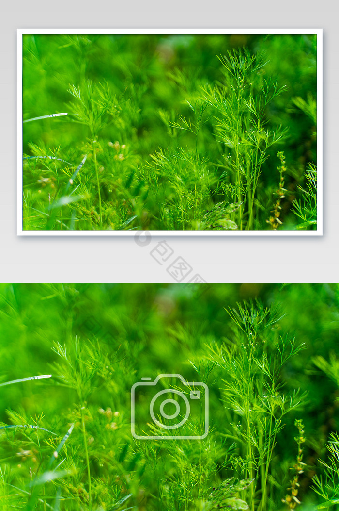 青草绿植电脑背景图小清新摄影图图片图片