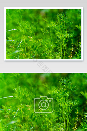 青草绿植电脑背景图小清新摄影图图片