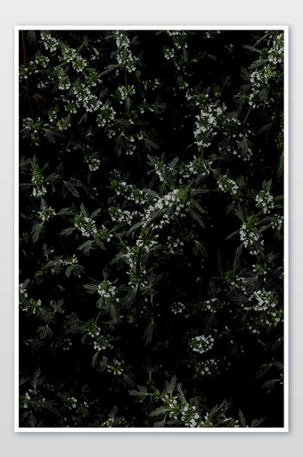 植物夏天自然摄影图片设计海报素材图片