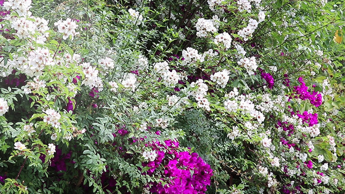 实拍刺藤花视频素材