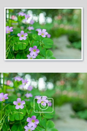 西湖景紫色小花花朵高清摄影图
