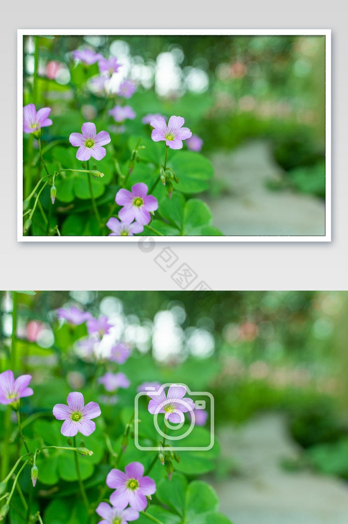 西湖景紫色小花花朵高清摄影图图片