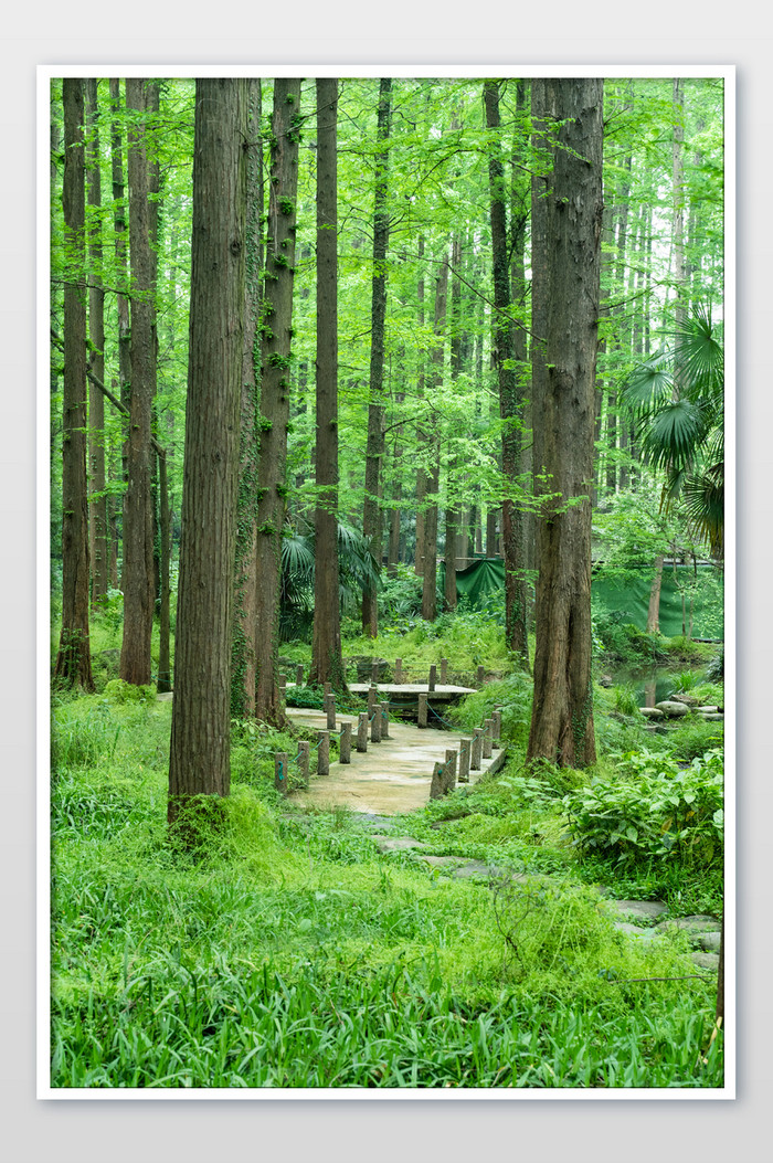 西湖景色绿茵小道树林高清摄影图图片图片