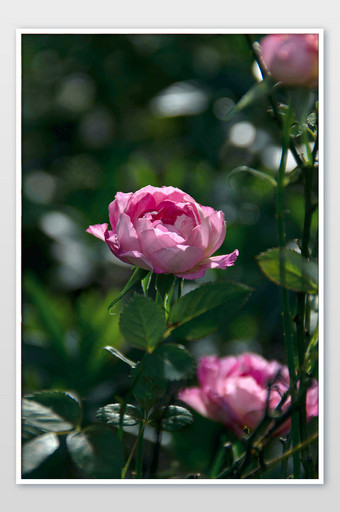 盛开的粉色月季玫瑰摄影图图片