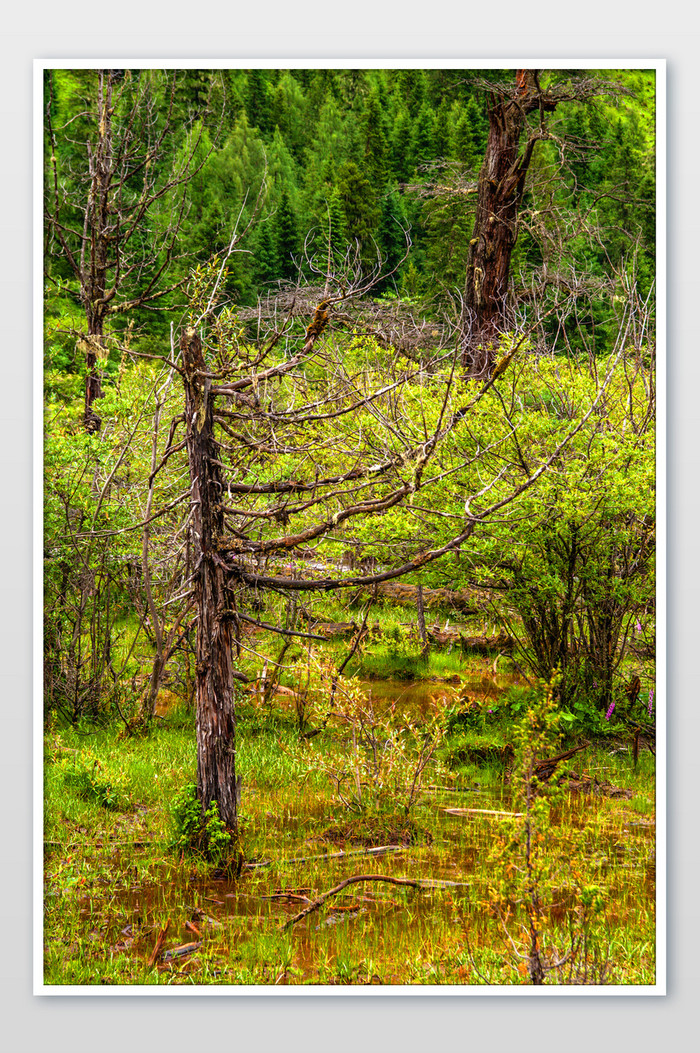 四川四姑娘山枯树原始森林自然景色摄影图