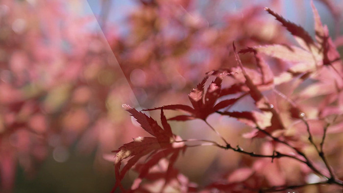 枫叶唯美树木大气宣传背景视频
