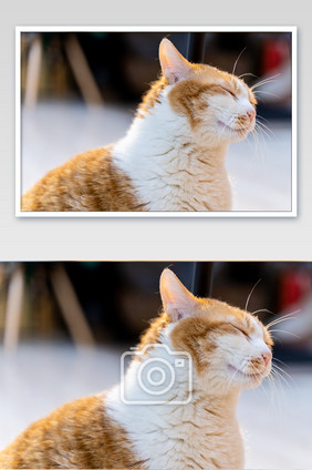 黄色白色猫中华田园猫休闲可爱萌宠摄影图