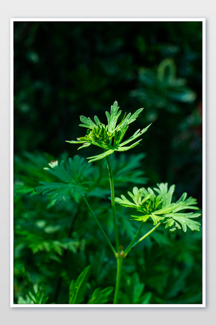 端午节艾草碧绿嫩芽绿色节日摄影图片