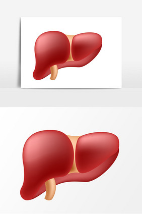 正常肝脏矢量元素