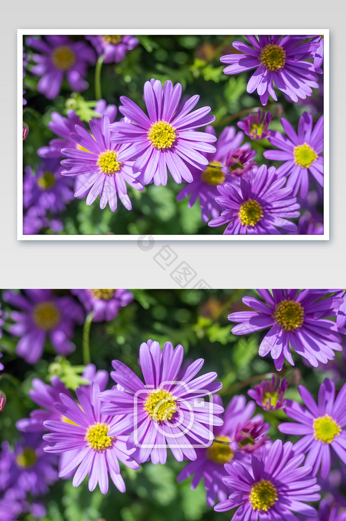 紫色荷兰菊摄影图片花朵图片