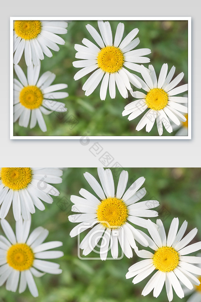 白色大滨菊摄影图片花朵摄影图图片图片