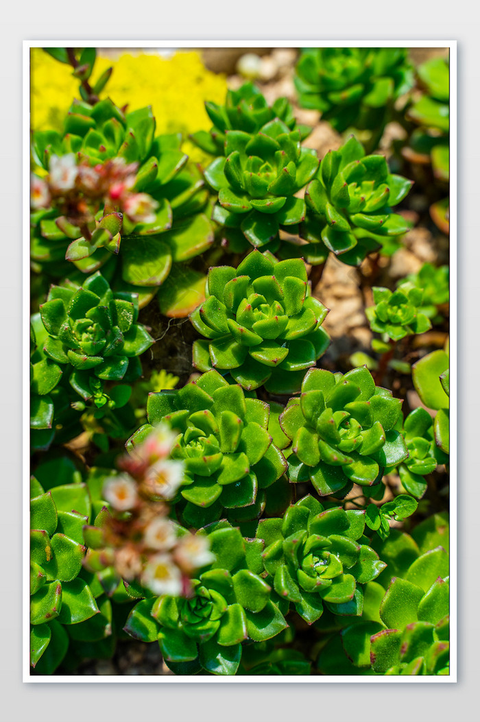 小可爱多肉植物萌植物微距高清摄影图