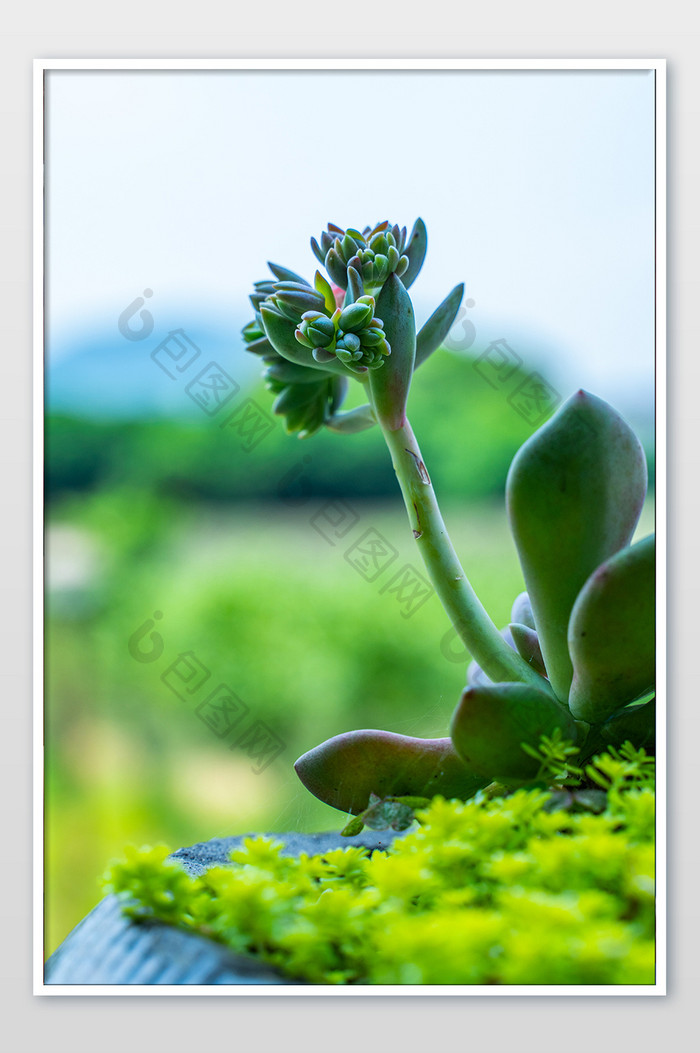 可爱多肉植物萌绿植微距高清摄影图