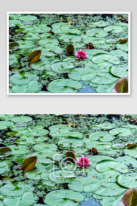 睡莲粉色花朵禅意水上植物高清摄影图