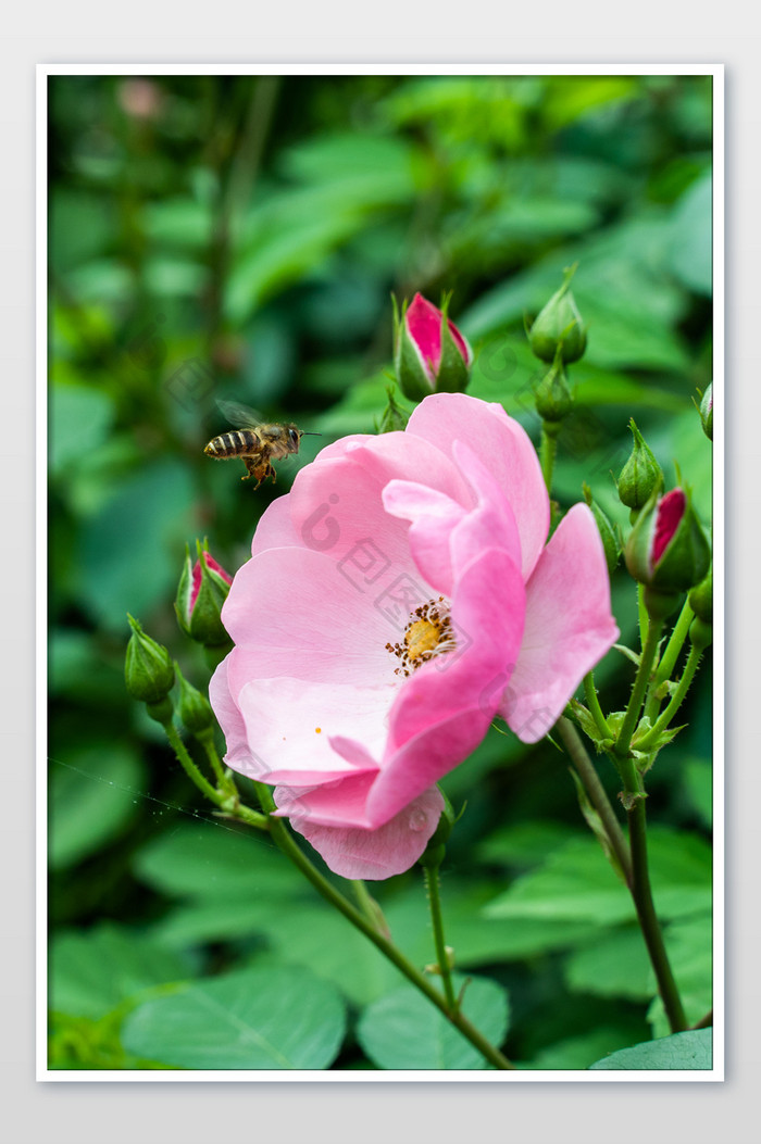 粉色月季花花朵植物手机背景摄影图