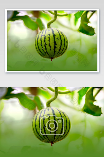绿色有机西瓜种植摄影图片