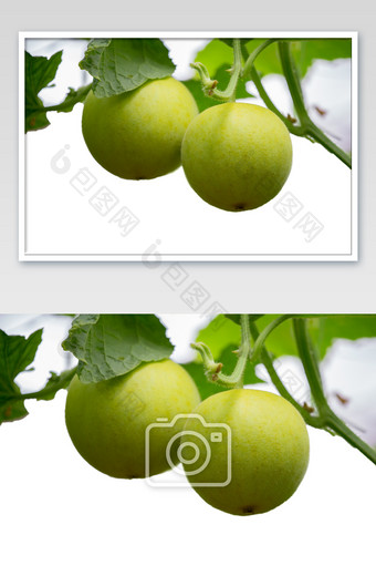 高科技有机瓜果种植图片