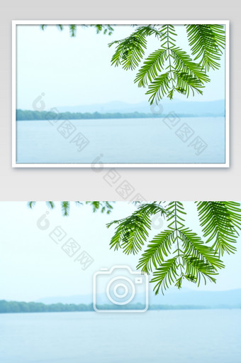 杭州西湖边景绿叶绿色高清摄影图图片