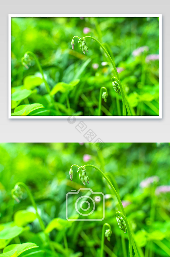 杭州西湖边景小草清静桌面背景摄影图图片
