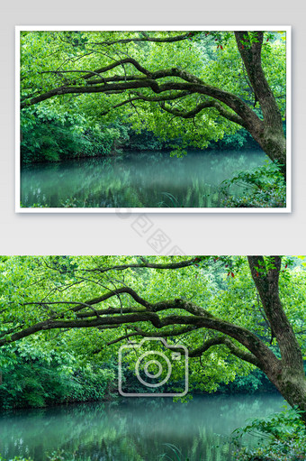西湖美景大树自然风景高清摄影图图片