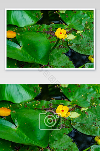 睡莲黄色花朵叶子花骨朵高清摄影图图片