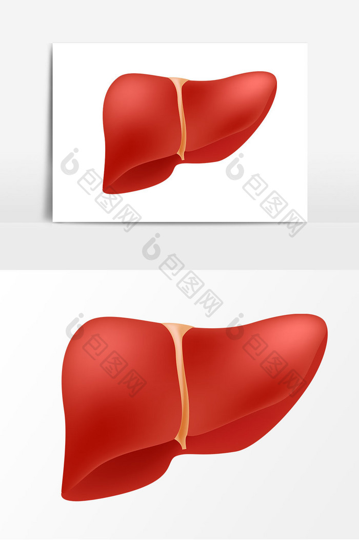 红色肝脏矢量元素