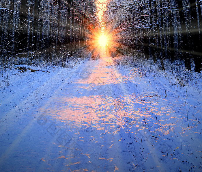 日出时的雪地树林摄影图片手机壁纸
