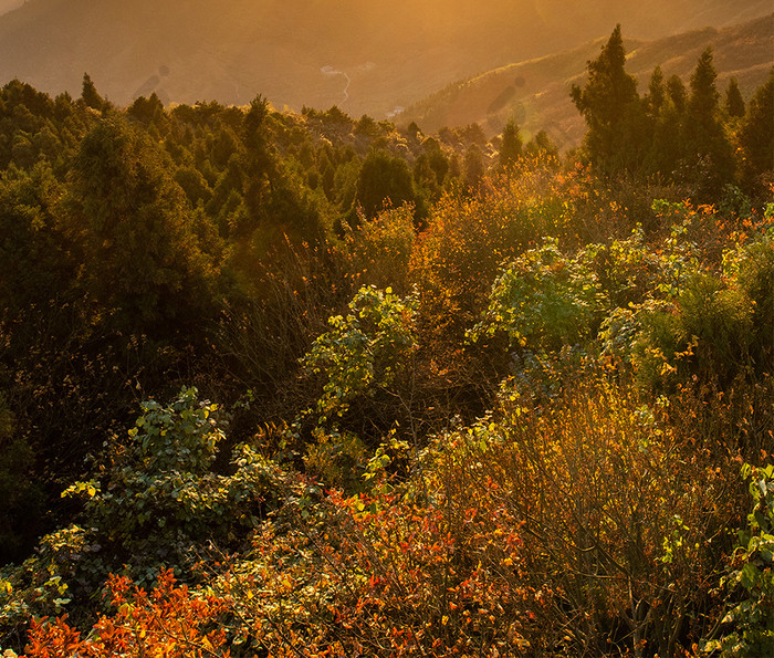 南岳衡山上初生的朝阳手机壁纸